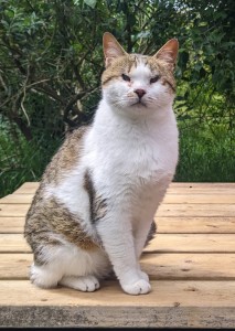 Oliver