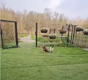 Twee blije eitjes (video)