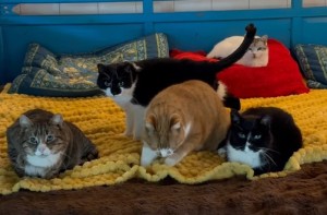 Drie vrienden, altijd samen, altijd lief voor elkaar (video)