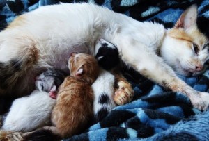 Milka en haar kittens