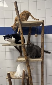 Bedankt Krabpalen en klimbomen voor katten!