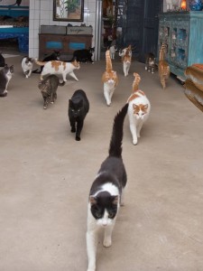 Dank voor uw giften!