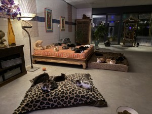 De vroege uren bij Dierenthuis