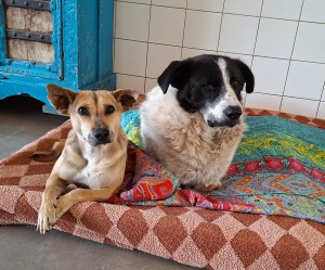 Sommige liefdesverhalen beginnen niet met rozen