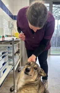 Een dag in de Dierenthuis kliniek
