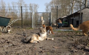 Deze week bij Dierenthuis