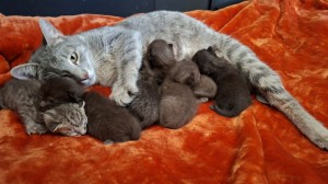 Update vanuit de kraamkamer: Freya en haar kittens (met video)