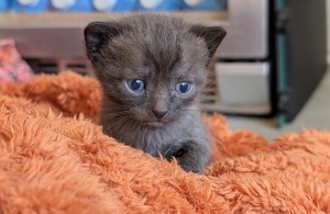 Freya en haar kittens