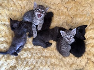 Freya en haar kittens (video)