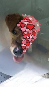 Help ons Zani helpen