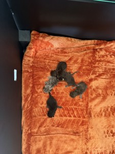 Freya en haar zes kittens (met video)