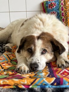 Muffin vóór en bij Dierenthuis
