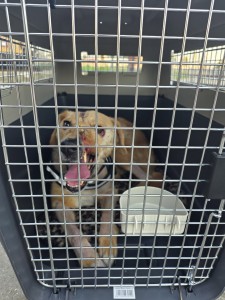 Lieve mensen, Zani is onderweg!