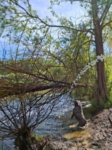 Bebe’s nieuwjaarsduik (video)