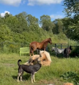 De avond valt (video)