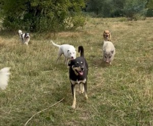 Beertje het varkentje wandelt gezellig mee (video)
