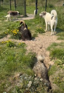 Er valt genoeg te beleven tijdens de wandelingen (video)