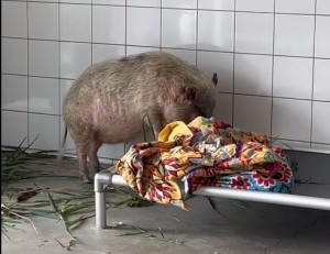 Beertje maakt liever zijn eigen bedje op