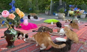 Kattenpicknick (video)