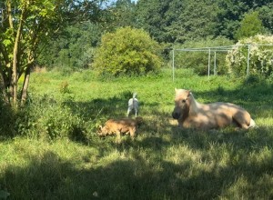 Ochtendwandeling (video)