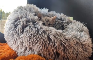 Kitten spam! (video)