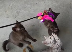 De kittens een het verenstokje (video)