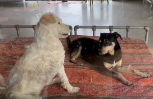 Een vriendinnetje om mee te spelen (video)