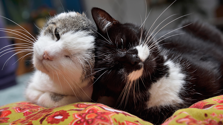 Katten Katten