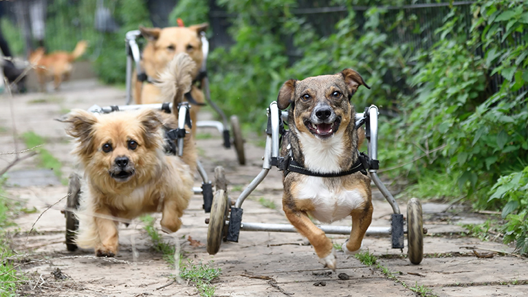 Gehandicapte honden Gehandicapte honden