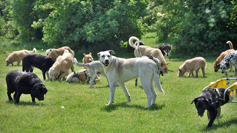 Honden Honden