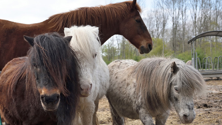 Paarden Paarden